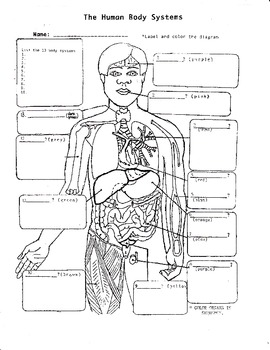 The Human Body Systems #1 by Biology Buff | Teachers Pay Teachers