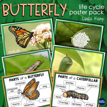 Butterfly Life Cycle Bulletin Board Set