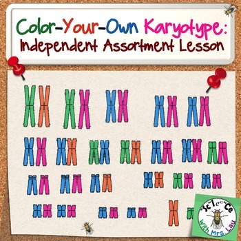 Color Your Own Karyotype: Independent Assortment Lesson for High School Biology